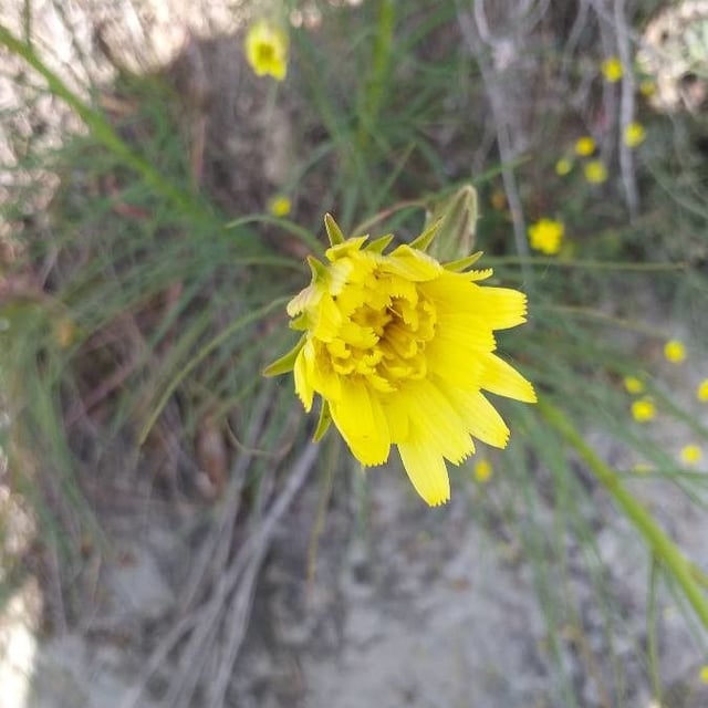 Scorzonera hispanica — flower