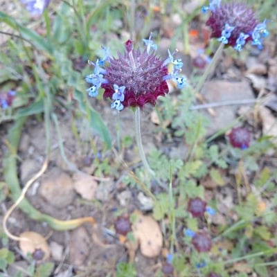Salvia columbariae — flower