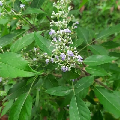 Vitex negundo — flower