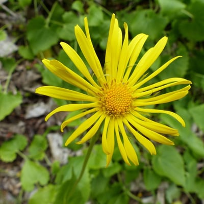 Doronicum pardalianches — flower