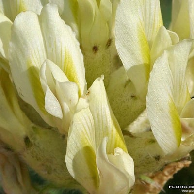 Oxytropis pilosa — flower
