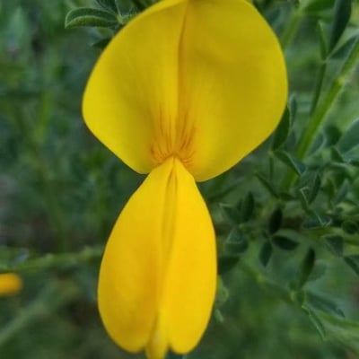 Genista hirsuta — flower