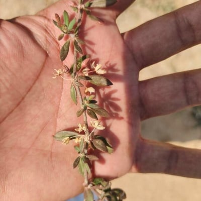 Galium murale — flower