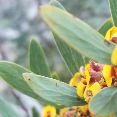 Daviesia latifolia — leaf