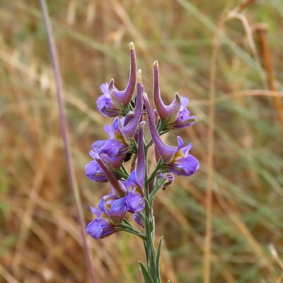 Delphinium halteratum — flower
