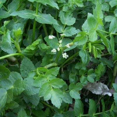Apium nodiflorum — flower