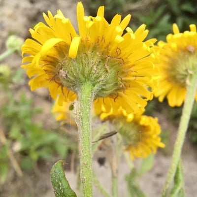 Pulicaria dysenterica — flower
