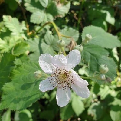 Rubus wahlbergii — flower