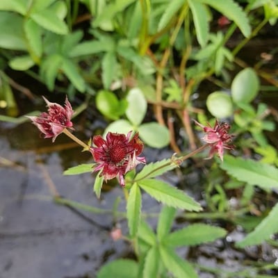 Comarum palustre — flower