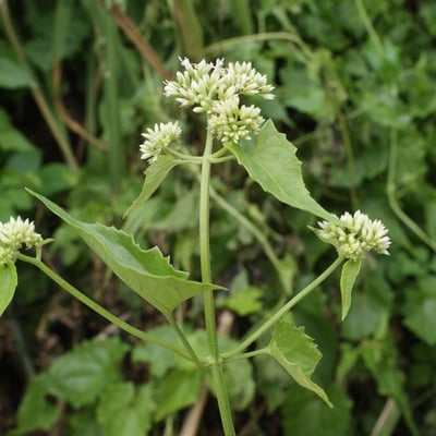 Mikania micrantha — flower