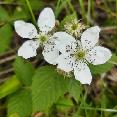 Rubus argutus — flower