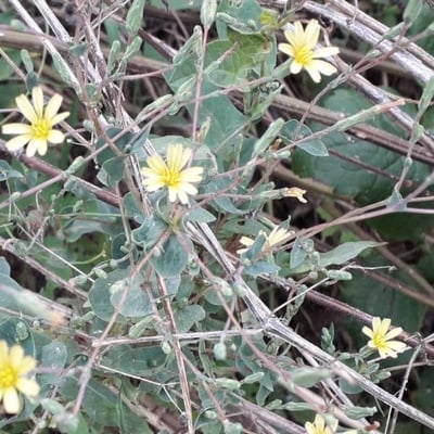 Lactuca serriola — flower