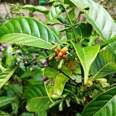 Psychotria carthagenensis — flower