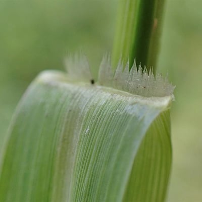 Panicum dichotomiflorum — flower