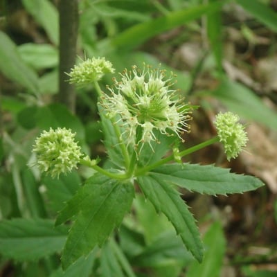 Sanicula marilandica — flower