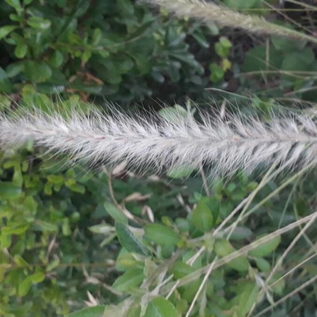 Cenchrus setaceus — flower