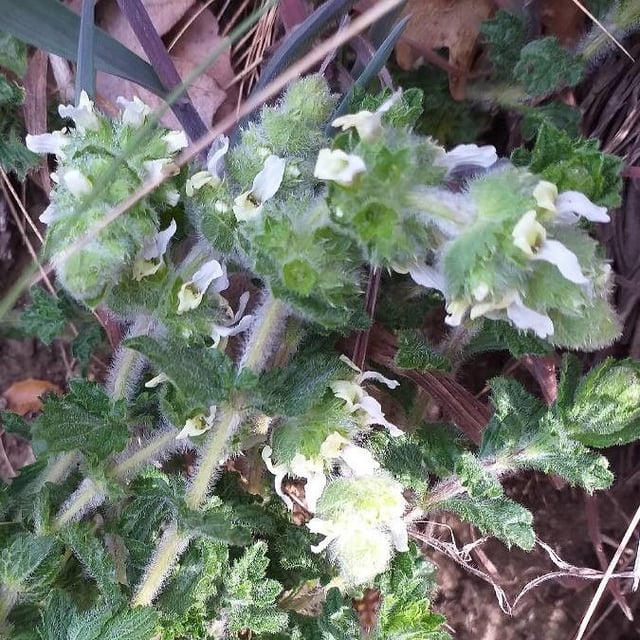 Sideritis hirsuta — flower