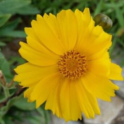 Coreopsis lanceolata — flower