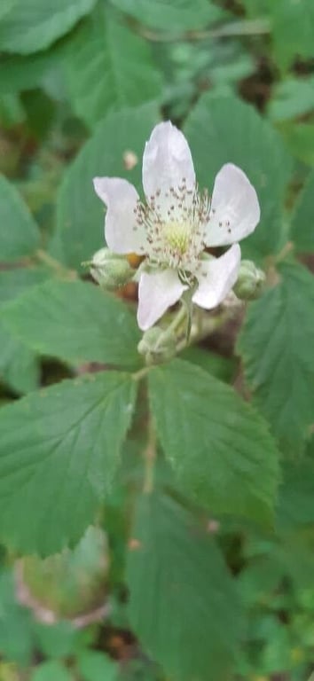 Echinate bramble