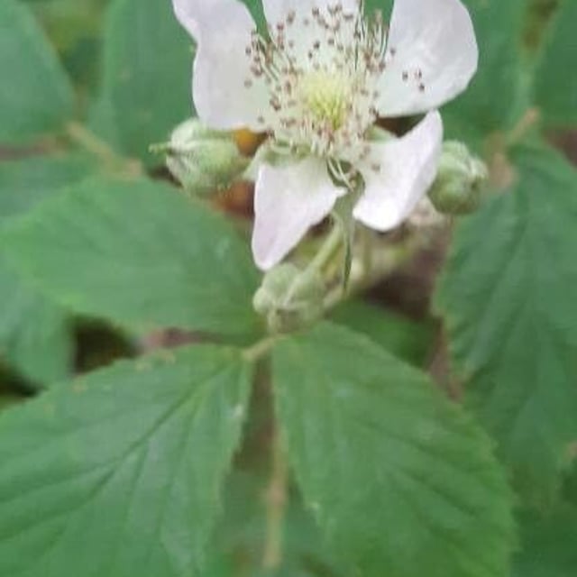 Echinate bramble