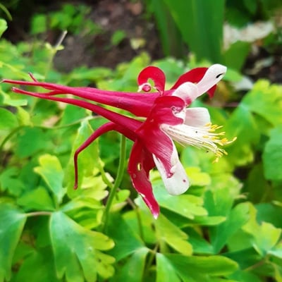 Aquilegia canadensis — flower
