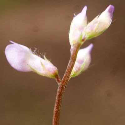 Vicia disperma — flower