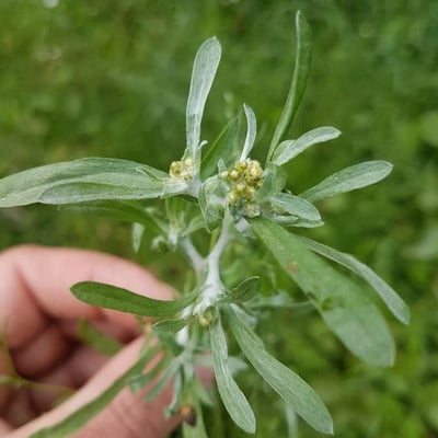 Gnaphalium uliginosum — flower
