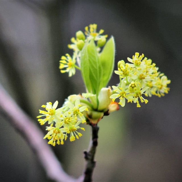 Sassafras albidum — flower