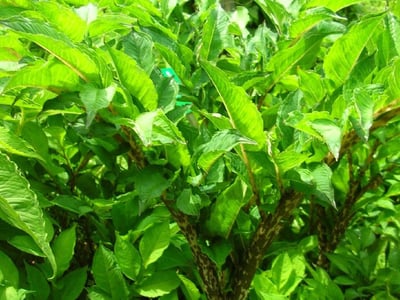 Pinellia