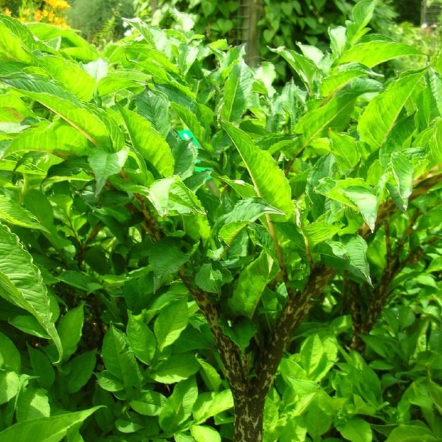 Pinellia