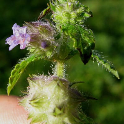 Marsypianthes chamaedrys — flower