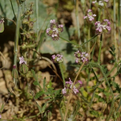 Turgenia latifolia — flower