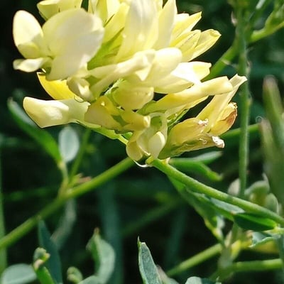 Medicago falcata — flower