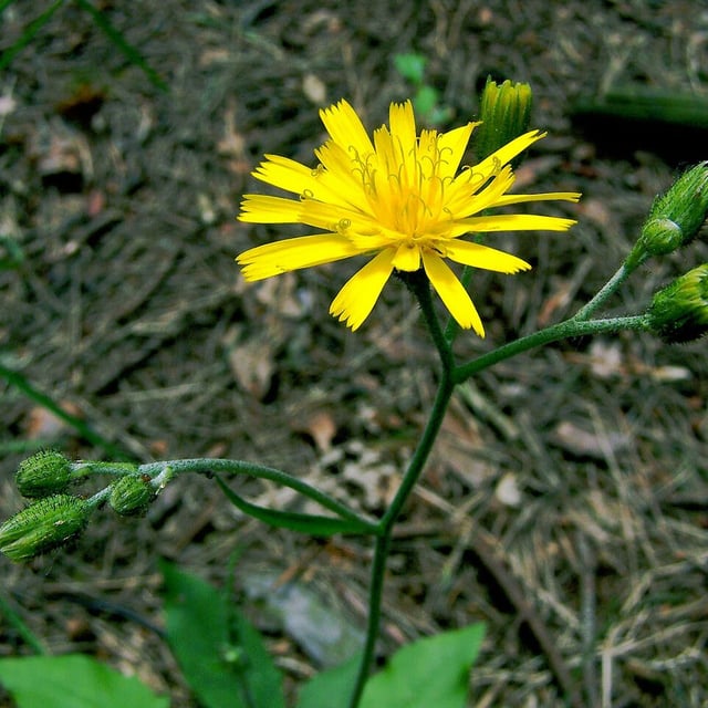 Hieracium glaucinum — flower