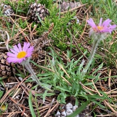 Erigeron uniflorus — flower