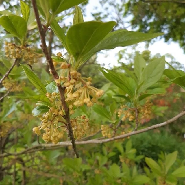 Lindera erythrocarpa — flower