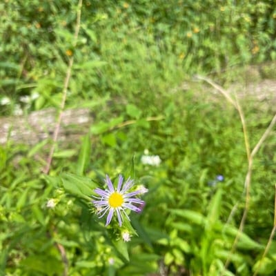 Symphyotrichum puniceum — flower