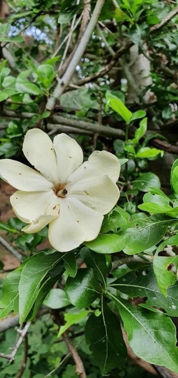 Yellow gardenia