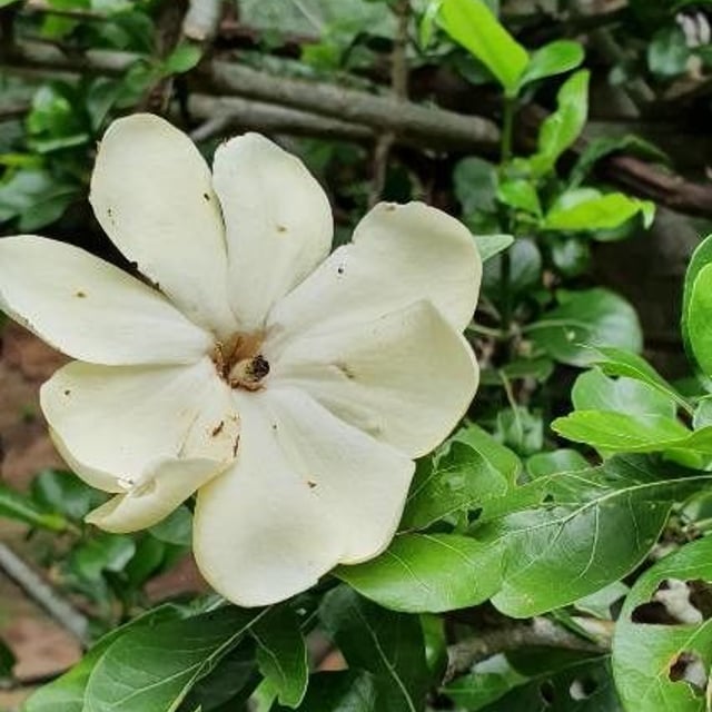 Yellow gardenia