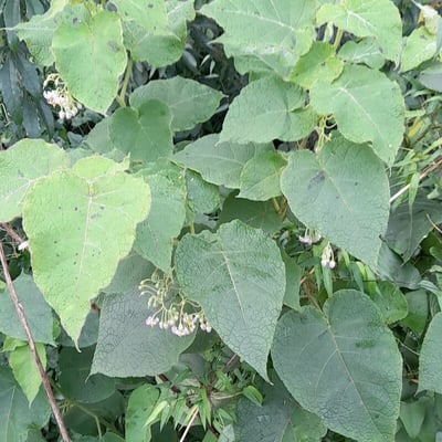 Solanum corymbiflorum — habit