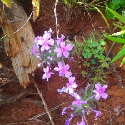 Pseudognaphalium californicum — flower