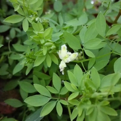 Ceratocapnos claviculata — flower
