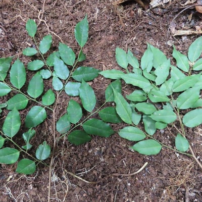 Dialium guianense — leaf