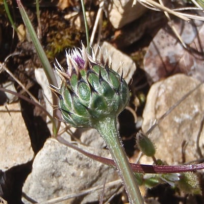 Klasea nudicaulis — flower