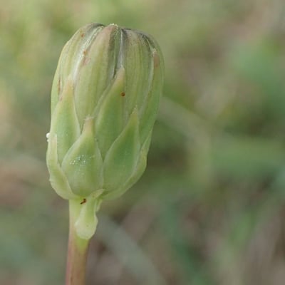 Sonchus maritimus — flower