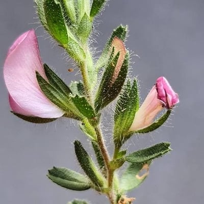 Ononis spinosa — flower