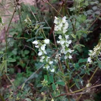 Melilotus albus — flower