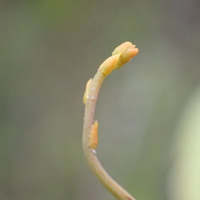 Cassytha filiformis — flower