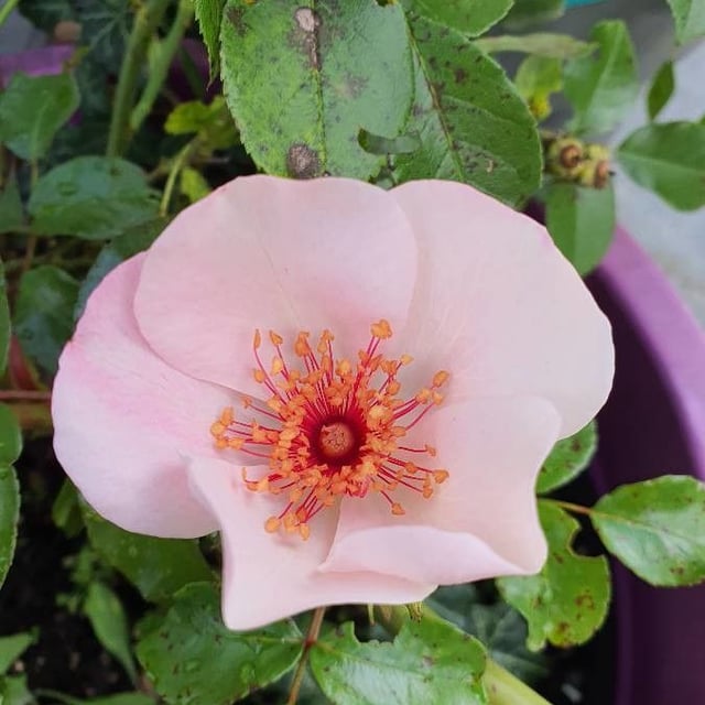 Rosa stylosa — flower