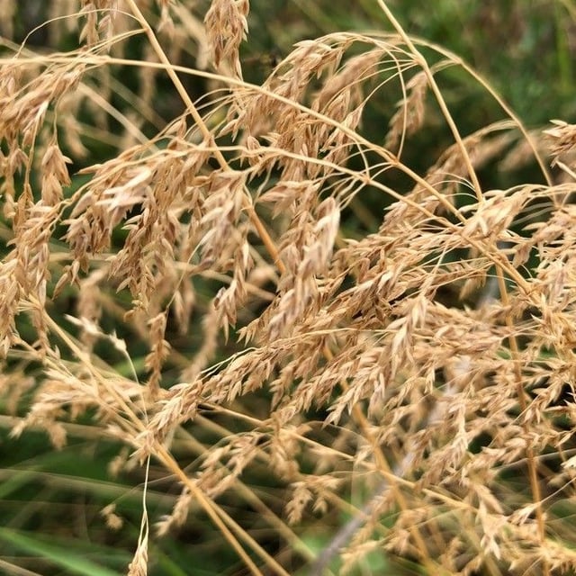 Bromus secalinus — flower